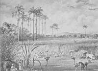 Jamaican sugar plantation
